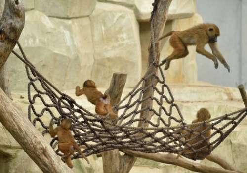 2x2m Netz im Zoo Grandin